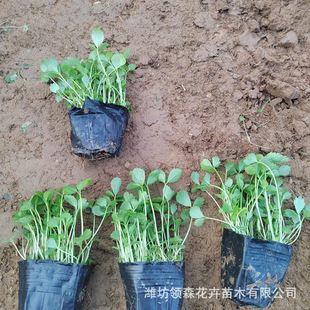 Snakeberry Perennial Potted Greening Project Balcony Courtyard Snakeberry Seedlings Greening Ground Cover Seedlings Snakeberry Flower Wholesale