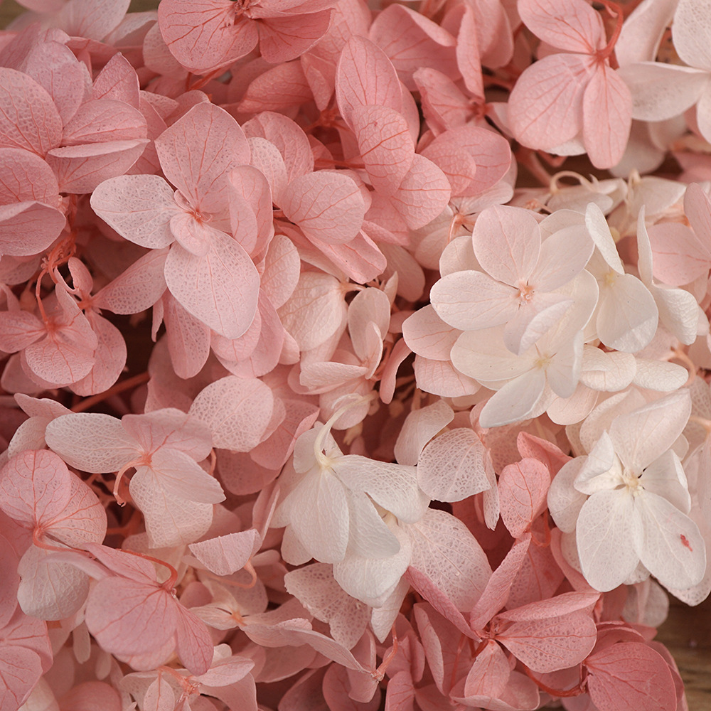 Blanco más polvo-100g/caja