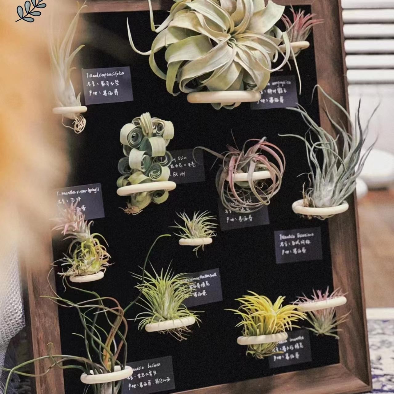 空气凤梨相框艺术玄关入户空气装饰画多肉绿植客厅阳台温室花卉