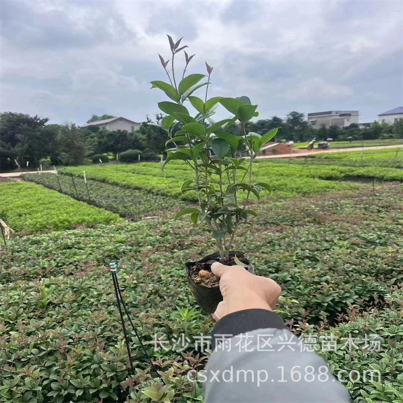 Оптовая продажа всесезонных саженцев семян османтуса, саженцев лаврового мешка Хунань, шариков для волос османтуса, вечнозеленых круглый год, большое количество