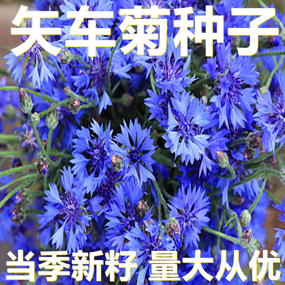 矢车菊种子 250-500克袋装散装 产地直供 当季新籽 庭院花草种子