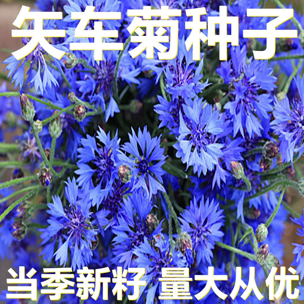 Семена кульбабы 250-500г в мешках оптом, прямые поставки с места происхождения, сезонные новые семена, семена садовых цветов