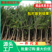 一件代发四川大红袍会理无籽临潼突尼斯软籽软子矮化酸石榴树树苗