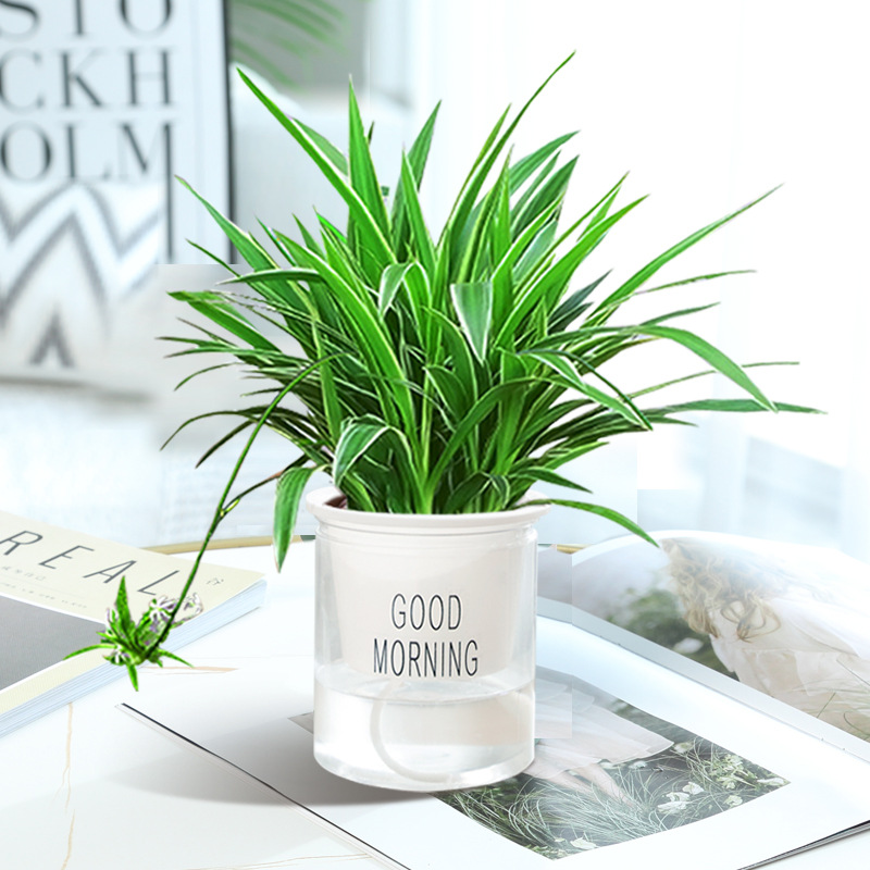 프놈펜 크리퍼 [굿모닝 세면대] + 영양액