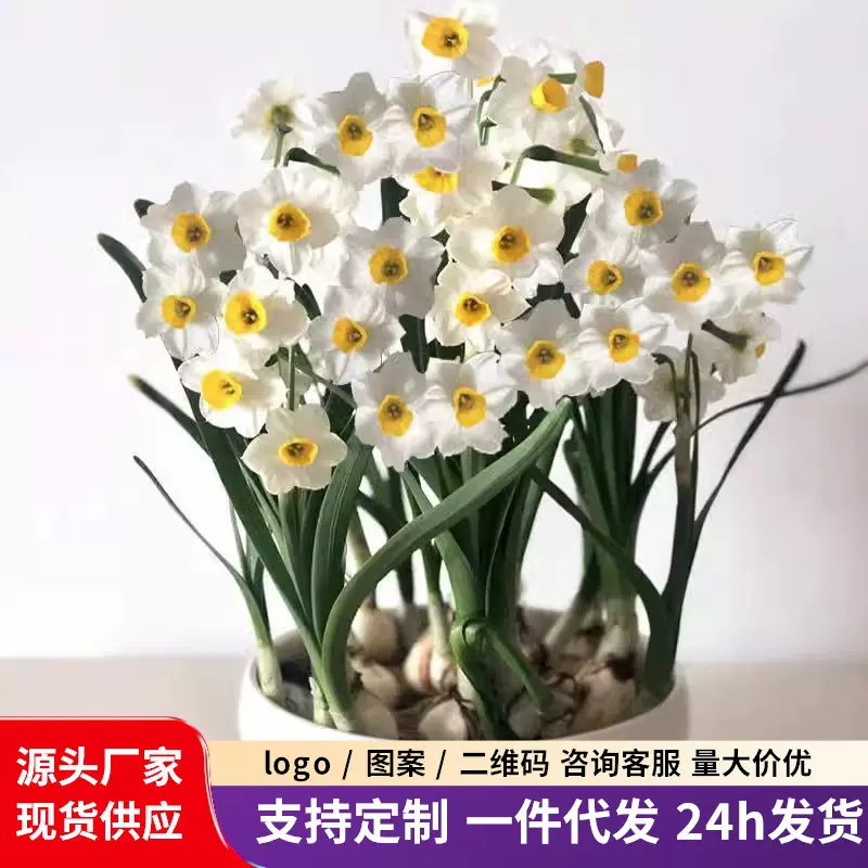 水仙花种球年宵花卉冬季室内耐寒水养盆栽植物复瓣洋水仙遇水就活