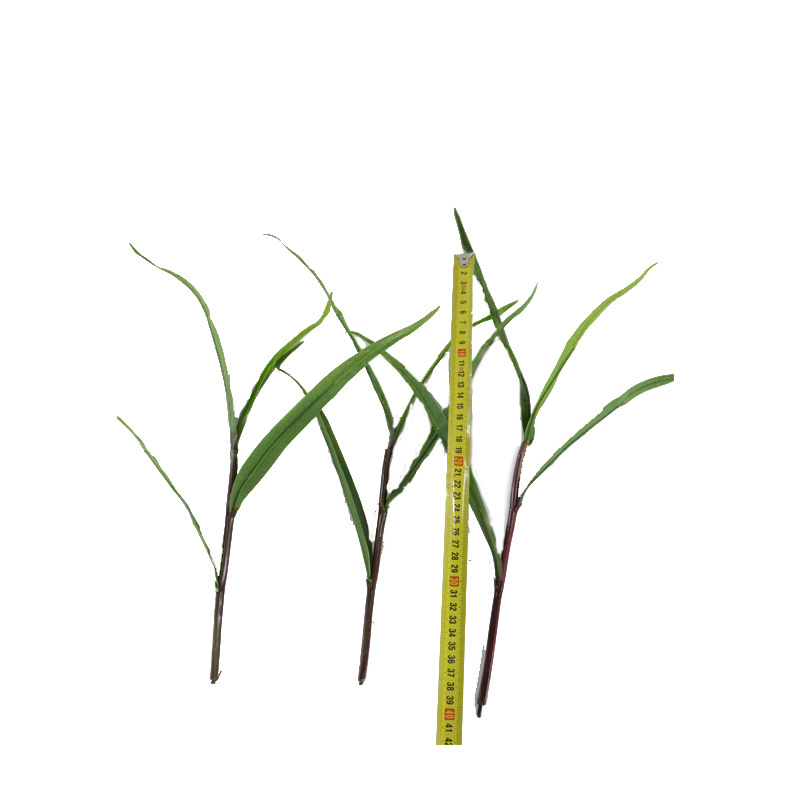 XRB-082 玉米苗  (2).jpg