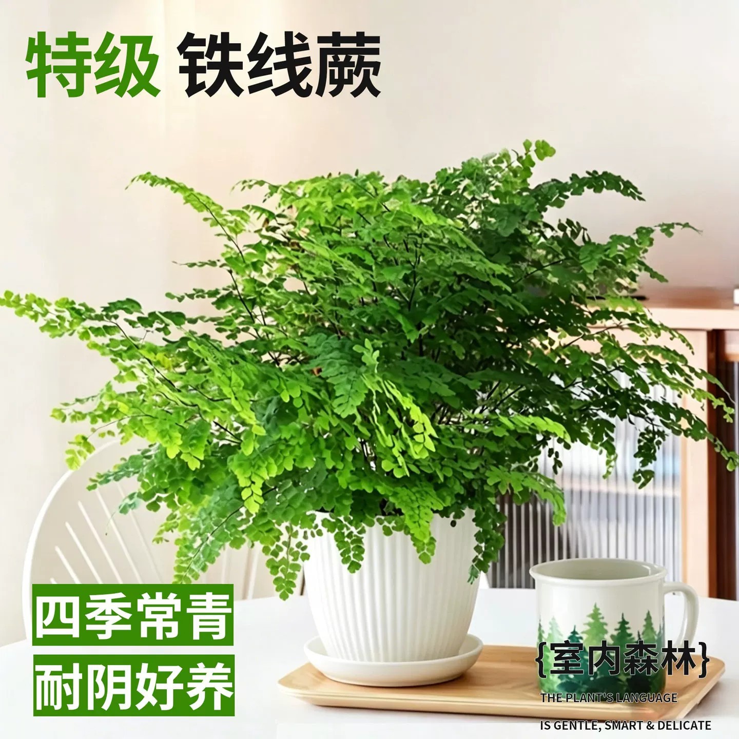【精品大盆】铁线蕨+简约白盆