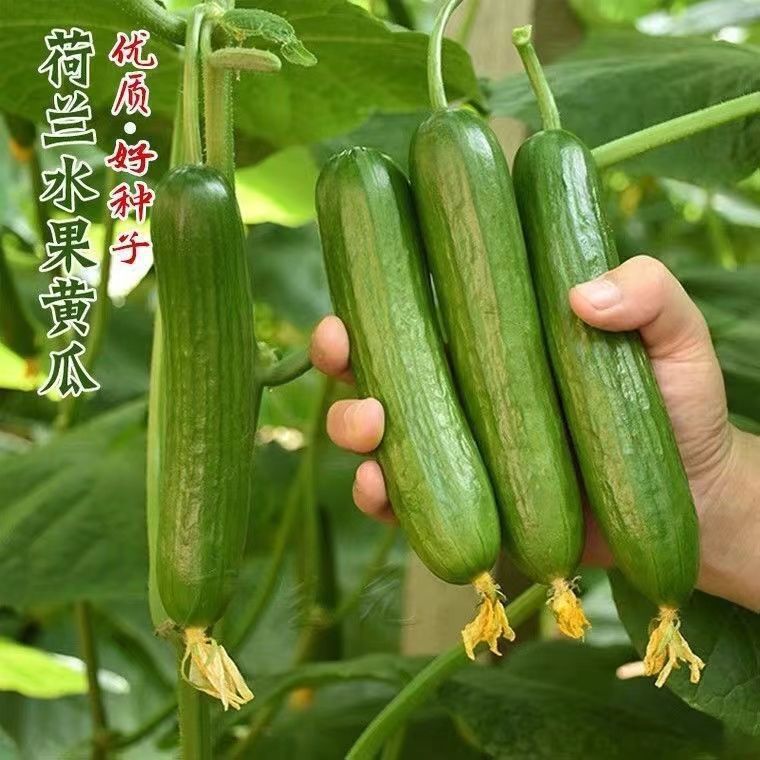 Dutch fruit cucumber seeds farmhouse four seasons planting balcony potted thornless cucumber seeds fruits and vegetables