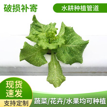 幸运买家PVC-U叶菜果蔬种植通用 100*60mm全遮光叶菜中空水培管道