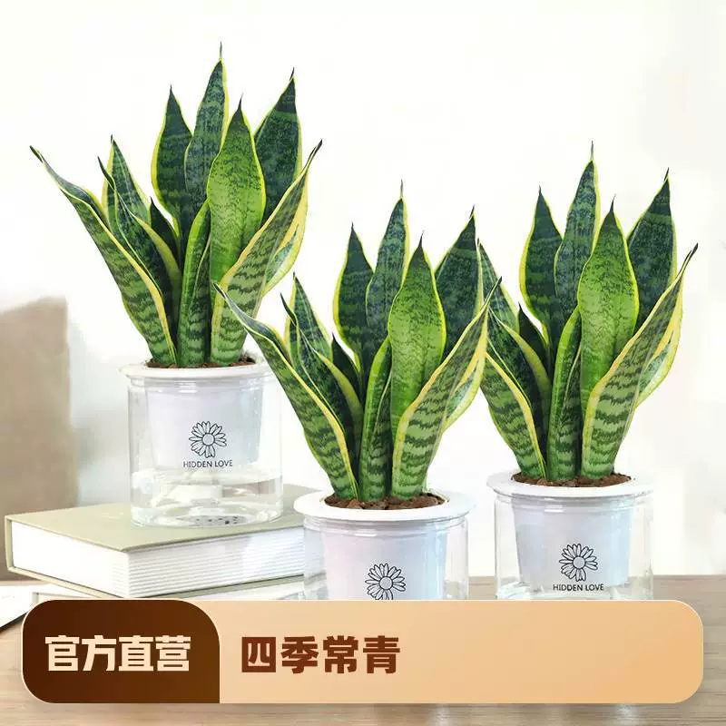 Суккуленты из Пномпенья легко выращивать в гидропонике, зеленые растения для офиса, комнатные цветы, для гостиной, растение «змеиное дерево», очищающее воздух.