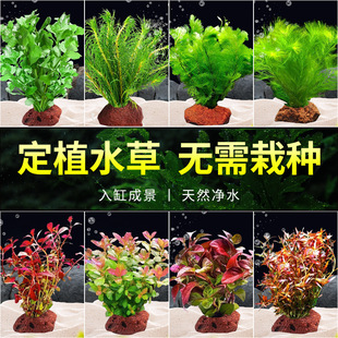 ��ɽʯˮ��ֲ���~�׃���ˮ�|�����쾰�[��ȫ�׵�ɰ�ײ�������