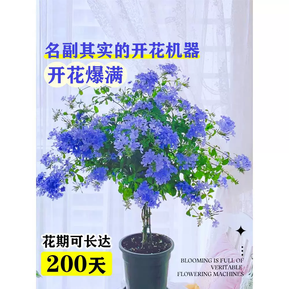 Синие снежинки в горшках цветочные рассады цветут четыре сезона