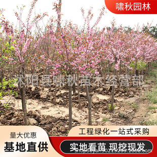 �����~÷������جF�ڬF�l���~÷�����l���̾G����ľ�е��L����