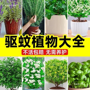 Mosquito Repellent Plants Indoor Mint Potted Outdoor Insect Repellent Four Seasons Lavender Plants Balcony Green Plants Florals Geranium