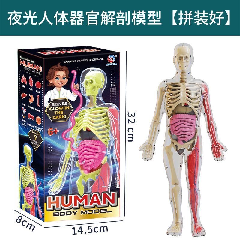 跨境玩具早教人体器官骨骼模型套装科教中小学生DIY组装儿童益智|undefined