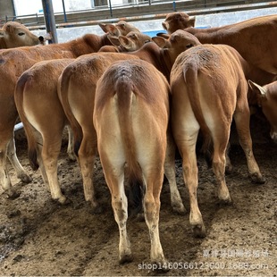 ��ţ����۸�����ţ�r�� �����u�����SţСţ��