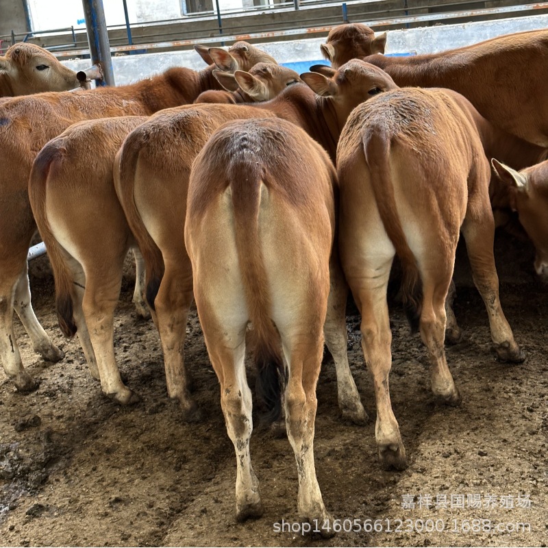 肉牛苗出售改良肉牛价格 哪有卖鲁西黄牛小牛犊
