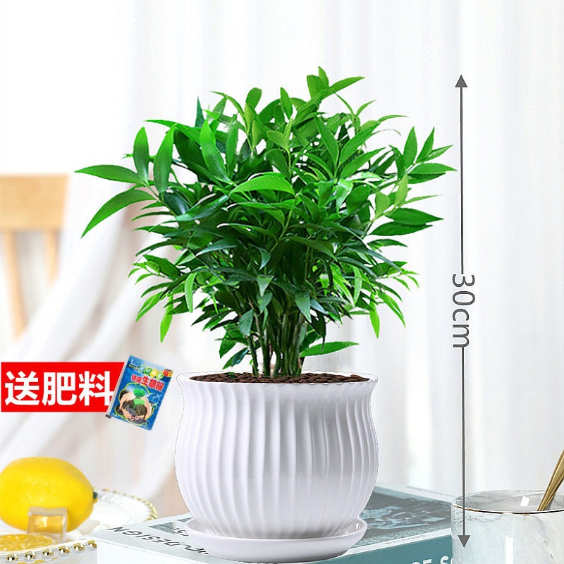 모기퇴치대나무, 편백나무 10개 + [세로무늬 세라믹 세면대] + 수정머드 + 영양액