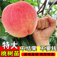 �Ҙ�޽ӻ������S���ش��������ˮ���Ү���Y���ϱ����Nֲ����