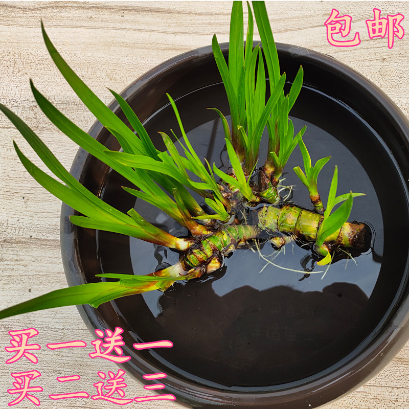 菖蒲水生植物花卉绿植水培微景观阳台龟缸水养盆栽盆景庭院绿植