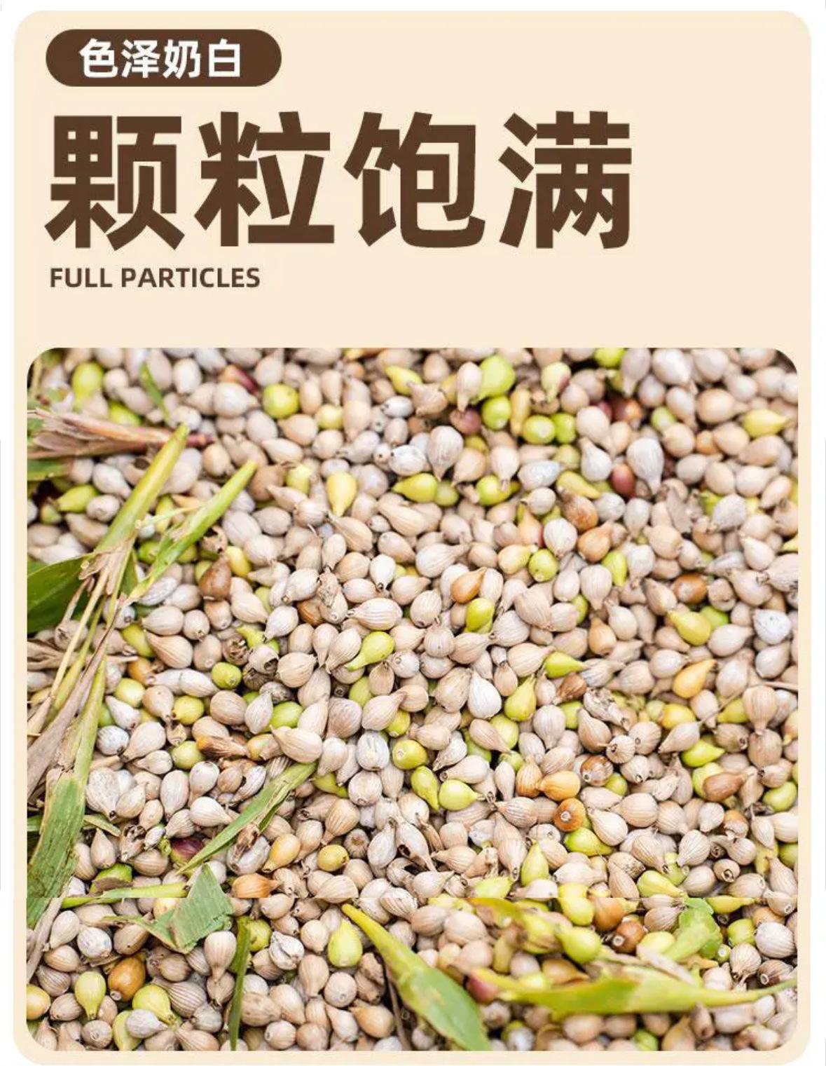 Puffed Coix Seed Snack Yi Yi Ren 100g Crispy Roasted Job's Tears Ready to Eat Non Fried Whole Grain quality and texture