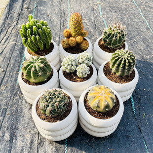 Cactus, Fortune Mountain, Potted Succulent Green Plant, Flower, Office Computer Plant, Radiation-Proof Desktop Balcony Decoration