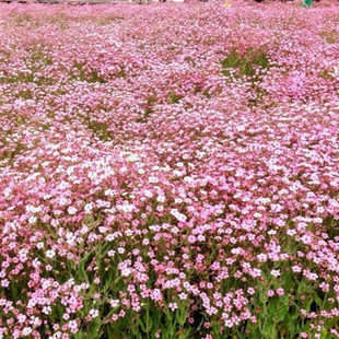 Gypsophila Flower Seeds, Perennial Flower Seeds, Bloom in All Seasons, Easy-To-Live Flower Seeds, Indoor Balcony Potted Seeds, Florals