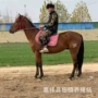 适合儿童妇女婚庆马匹