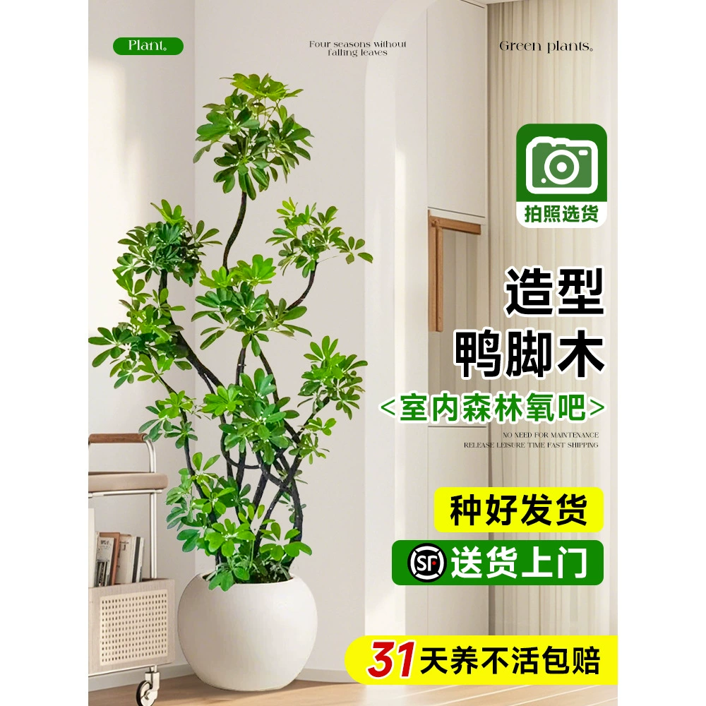 Большой горшечный фикус лирический для гостиной, дерево в форме фикуса лирического, высококачественное крупное комнатное растение, вечнозелёное круглый год.