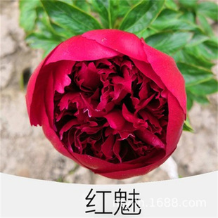 �t����ș����ͥԺ�����ļ��׻���ș���K��ѿ�҃����������ֲ̨��