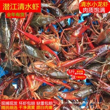 小龙虾鲜活龙虾生鲜淡水5斤567食用红壳虾潜江新鲜龙虾清水虾活虾