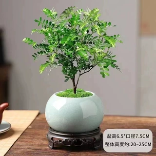 清香木盆栽驱蚊绿植夏季室内客厅美化空气办公室绿植好养盆景批发