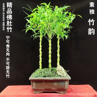 ����������_�h���҃���ͥԺ�ļ��Gֲ���J���^�p������ֲ���ݗ��