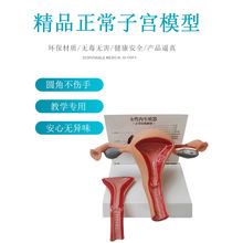 正常子宮模型女性內生殖官解剖模型卵巢生殖結構婦科健康子宮