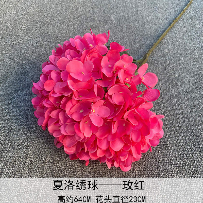 Charlotte hydrangea Rose Rojo