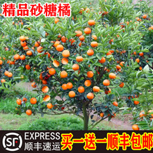 ɳ�ǽۘ�����������Ϸ������Nֲ���Ә���̽۹������޽�ɰ����