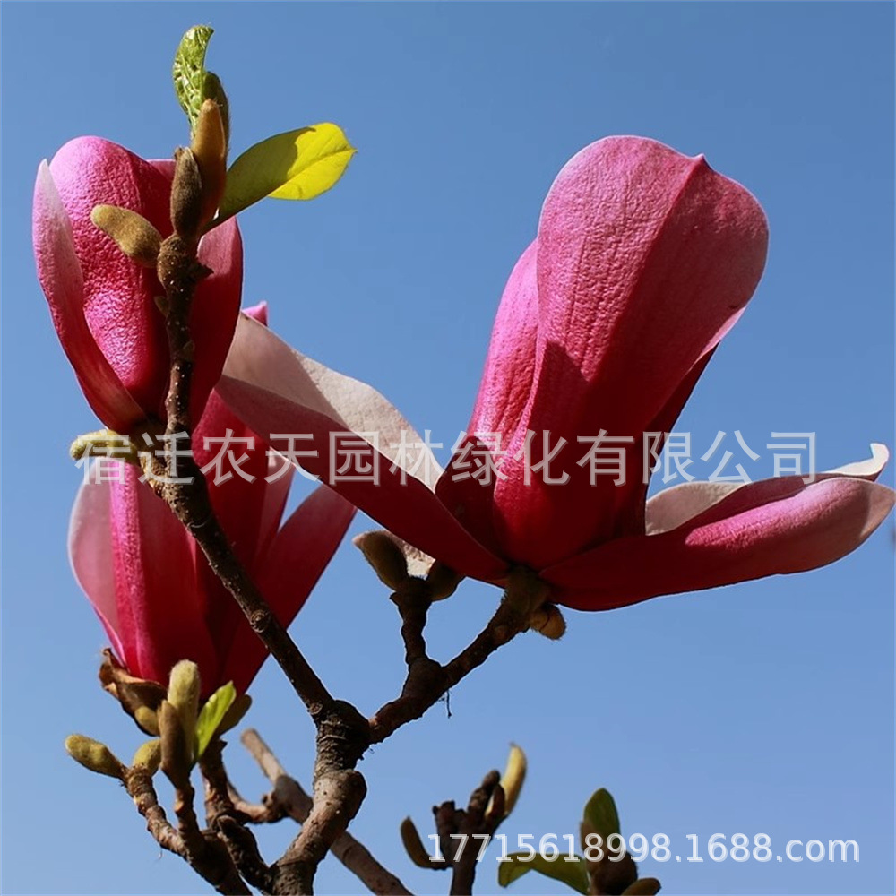 O1CN01JfyHR51UA3HsXVxlC_!!2395