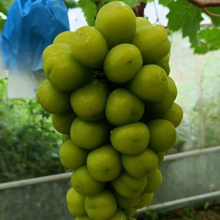 Qingyun Gege Grafted Grape Seedlings Supply Grafted Seedlings Variety Purity Guaranteed Shandong Grape Seedlings First-Class Seedlings Qingyun