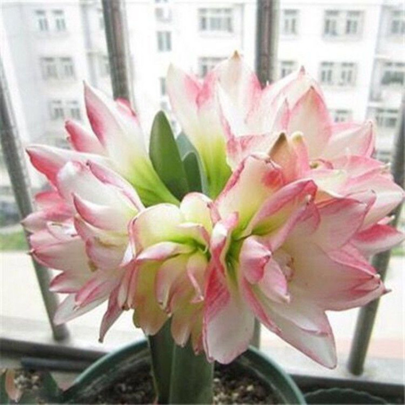 더블 트레일 [핫 스타일]