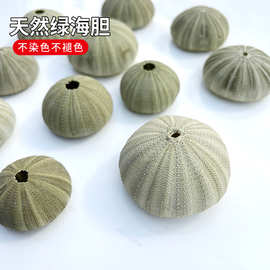 天然贝壳海螺 杂色角孔海胆 绿海胆壳多肉婚礼装饰海胆摆台工艺品
