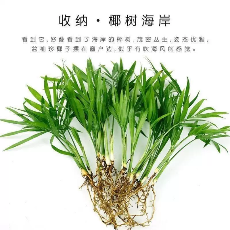Карманный кокос, богатый бамбуковый хвост феникса, гидропонное зеленое растение, комнатное офисное растение в горшке, вечнозеленое и легкое в уходе растение в любое время года.