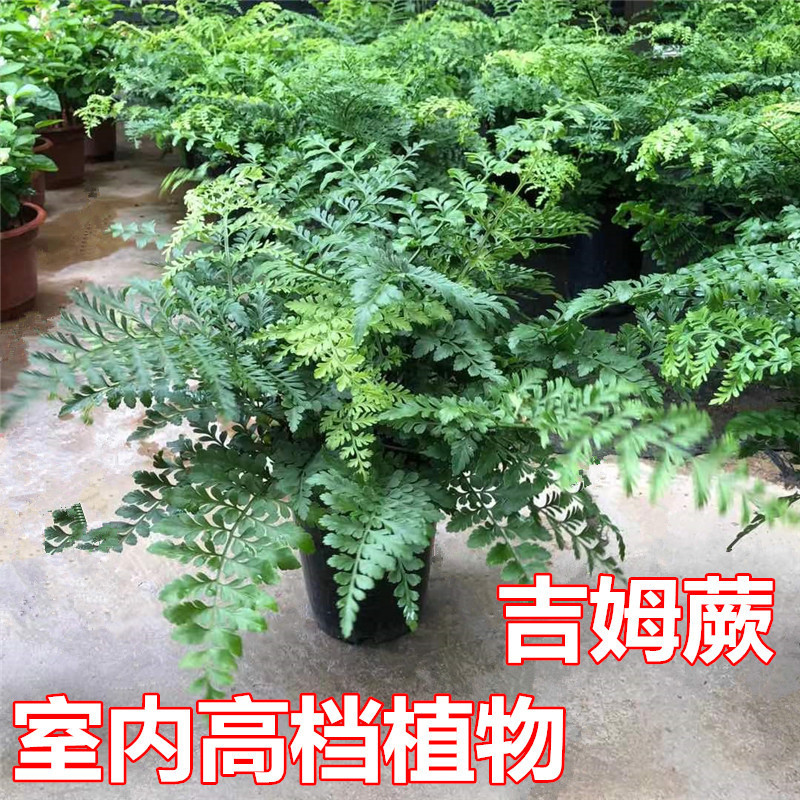 Jim Fern Australian Gem Fern Green Plant Potted Boston Fern Giant Fern Evergreen Balcony Office Air Purifying Plant