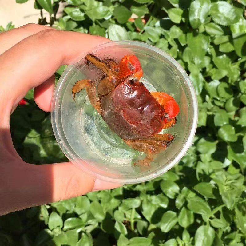 성체 게 한 마리