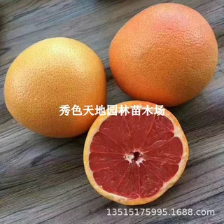 南非红心西柚子苗南北方庭院耐寒葡萄柚树苗盆栽嫁接果树当年结果