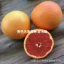 南非盆栽庭院嫁接树苗