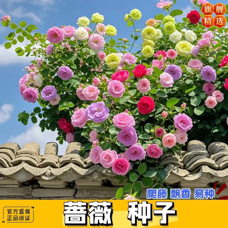 Semillas de flor de rosa, flores grandes, rosas, enredaderas, semillas de flores de rosas, cuatro estaciones, jardín, enredaderas, plantas trepadoras, semillas de flores
