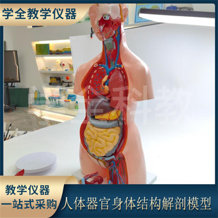 Human Organ Body Structure Anatomy Model 85cm Two-Sex Open Back Whole Body Internal Organs Assembled Torso Anatomy Model