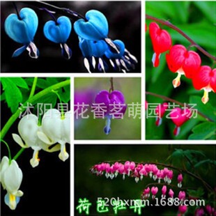 Wholesale Purse Peony Seeds Purple Green Blue Blooming Like Small Purse Bell Heart Grass Purse Flower