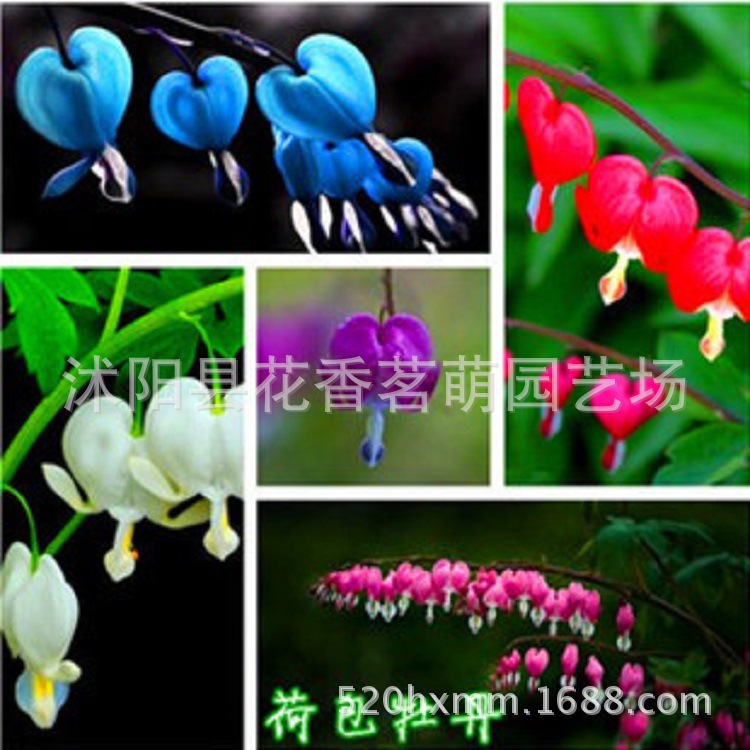 批发荷包牡丹种子  紫 绿 蓝  开花像小荷包 铃心草荷包花