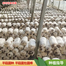 食用菌平菇菌包6斤菌棒两头出平菇菌种基地直发四季种植蘑菇菌包